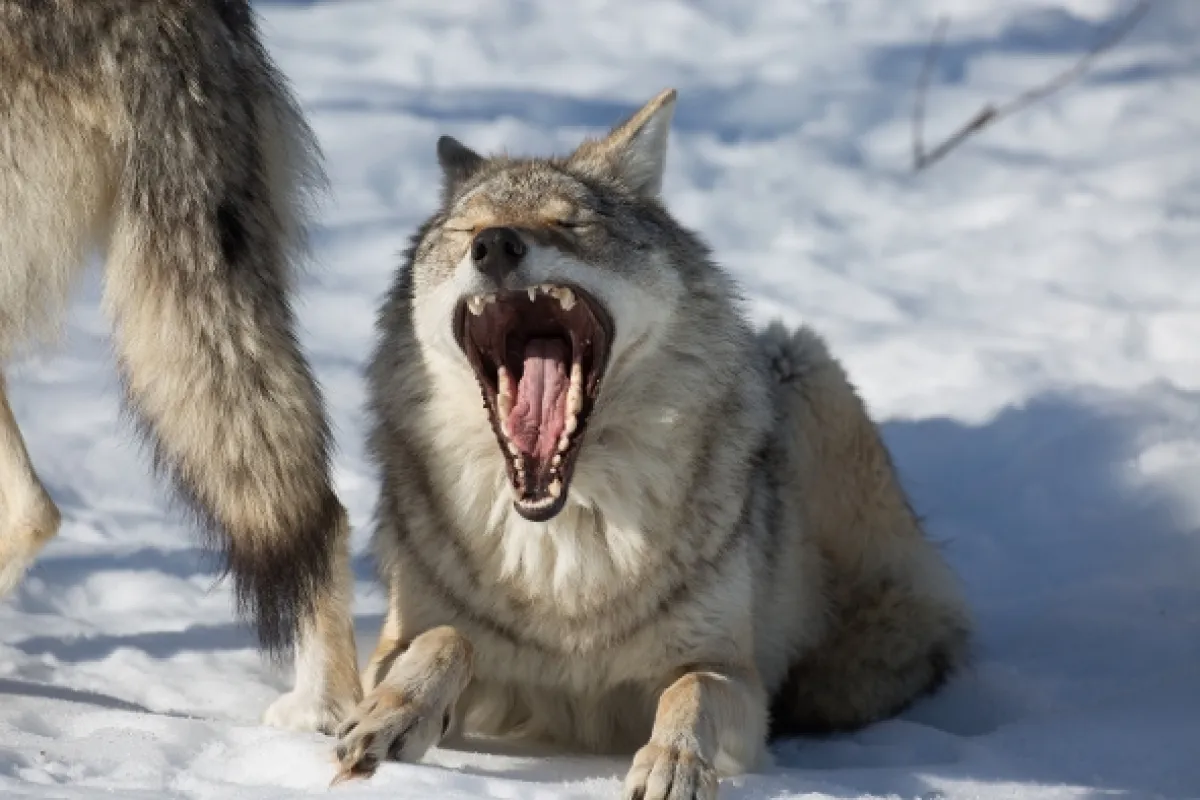 Vlk verzus medveď (Wolf vs. Bear), 2018 - fotogaléria