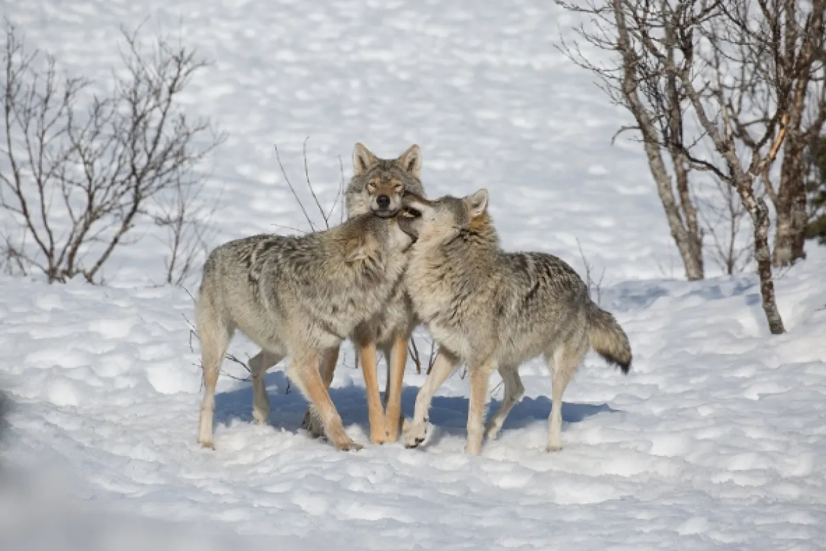 Vlk verzus medveď (Wolf vs. Bear), 2018 - fotogaléria