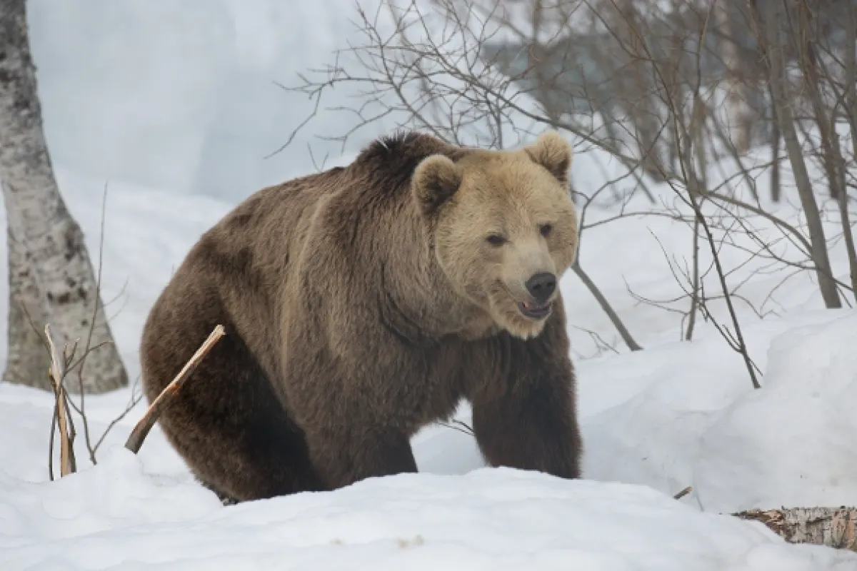 Vlk verzus medveď (Wolf vs. Bear), 2018 - fotogaléria