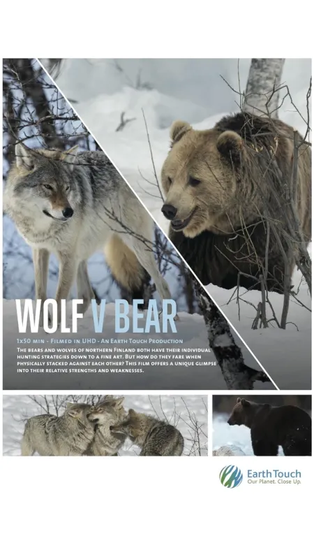Vlk verzus medveď (Wolf vs. Bear), 2018 - fotogaléria