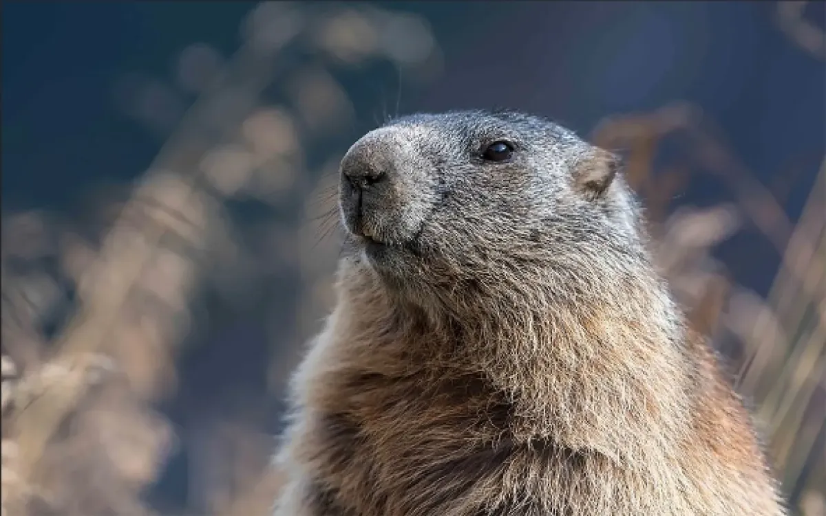 Sysel a jeho sousedé (Burrow Buddies: A European Ground Squirrel Story), 2023 - fotogaléria