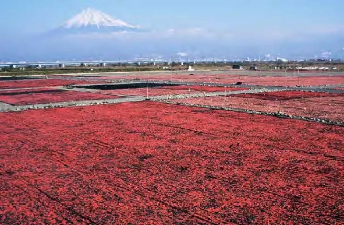 Japonsko: Čaro ročných období (Japan: Sense of Seasons), 2020 - fotogaléria
