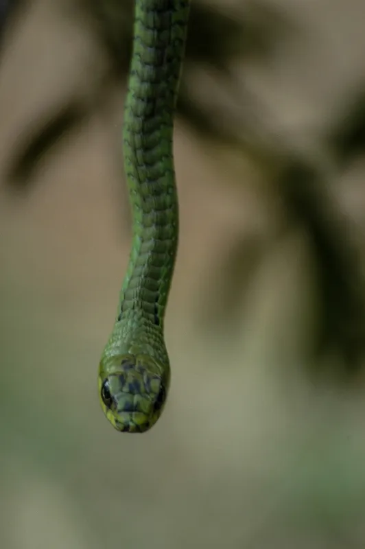 Najväčší zabijaci Afriky (Africa’s Deadliest), 2019 - fotogaléria