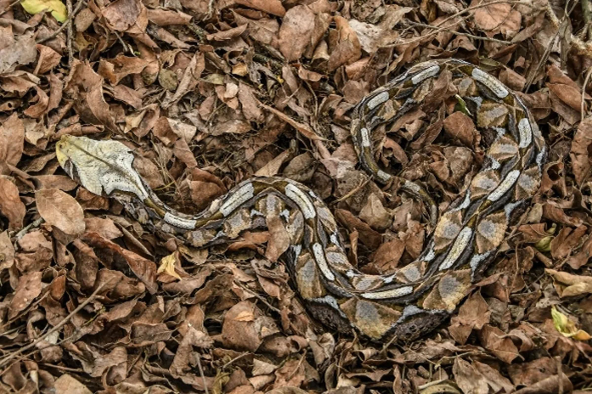 Najväčší zabijaci Afriky (Africa’s Deadliest), 2019 - fotogaléria