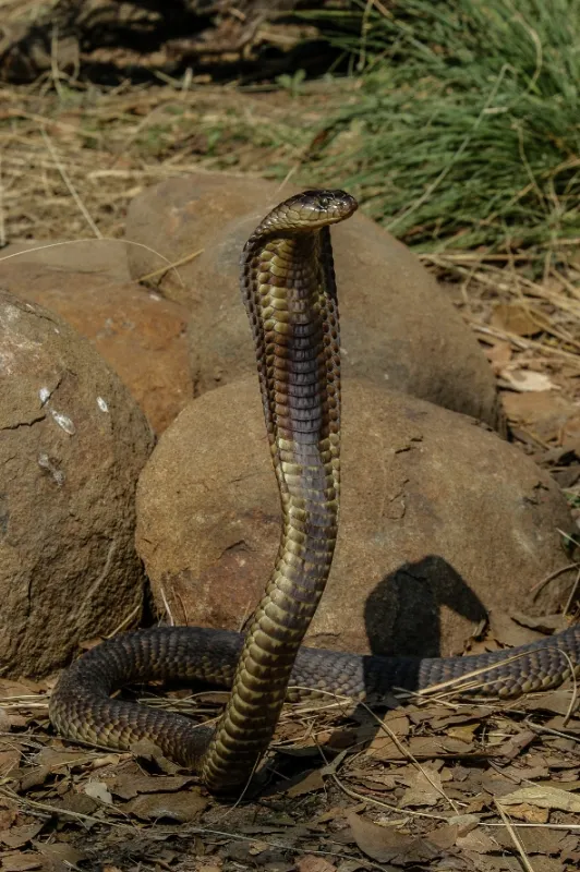 Najväčší zabijaci Afriky (Africa’s Deadliest), 2019 - fotogaléria