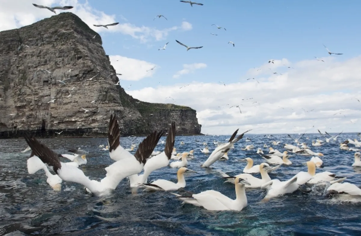 Divoké Shetlandy (Wild Shetland: Scotland’s Viking Frontier), 2019 - fotogaléria