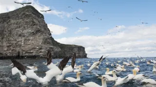 Divoké Shetlandy