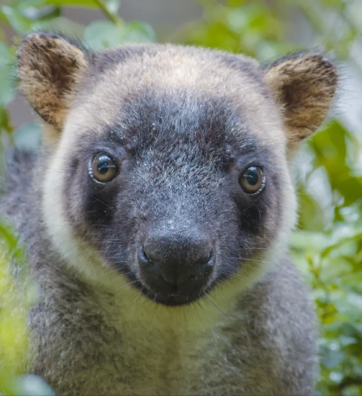 Stromové kengury: Duchovia lesa (Tree Kangaroos: Ghosts of the Forest), 2021 - fotogaléria