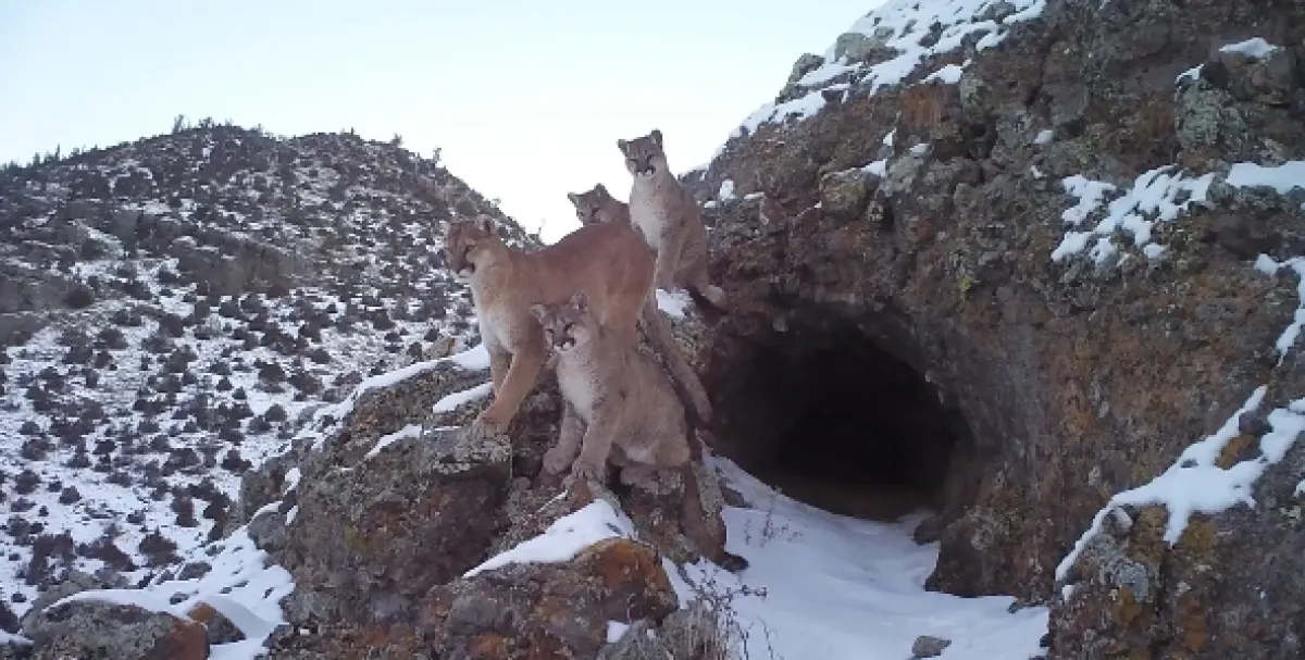 Puma a ja (The Mountain Lion and Me), 2017 - fotogaléria