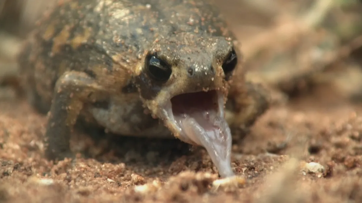 Společenství hmyzu (Creepy Crawlies: Army), 2022 - fotogaléria