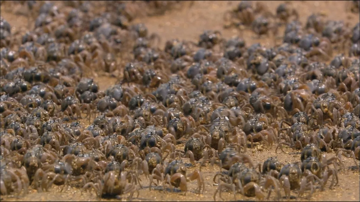 Společenství hmyzu (Creepy Crawlies: Army), 2022 - fotogaléria
