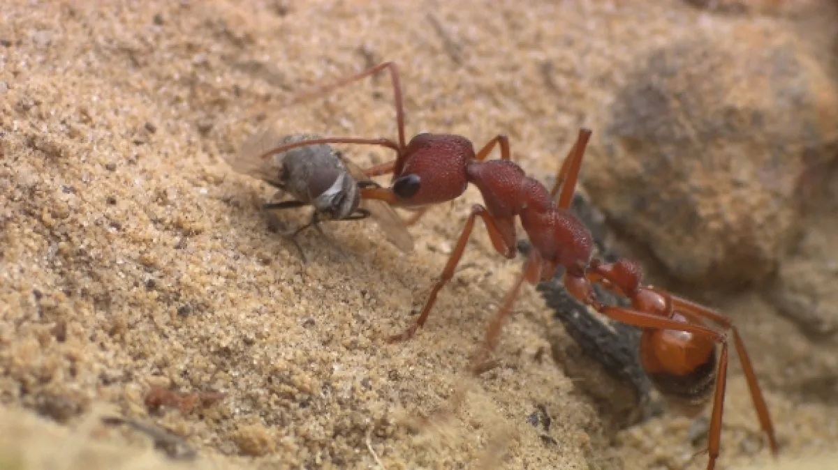 Společenství hmyzu (Creepy Crawlies: Army), 2022 - fotogaléria