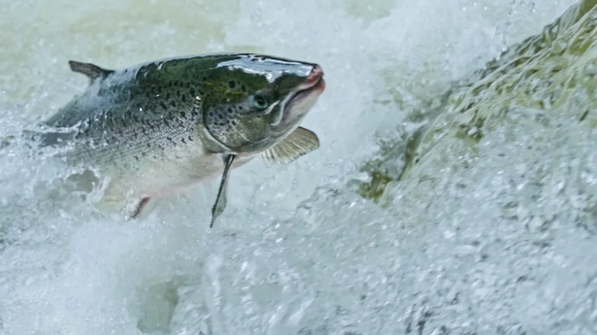 Rybí sága (Game of Fish), 2023 - fotogaléria
