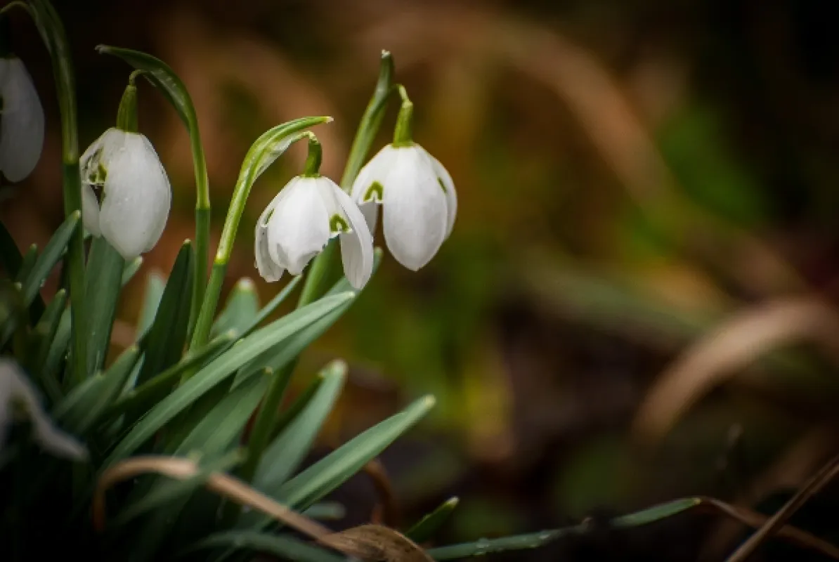 Jarné príbehy (Springtime Stories), 2015 - fotogaléria