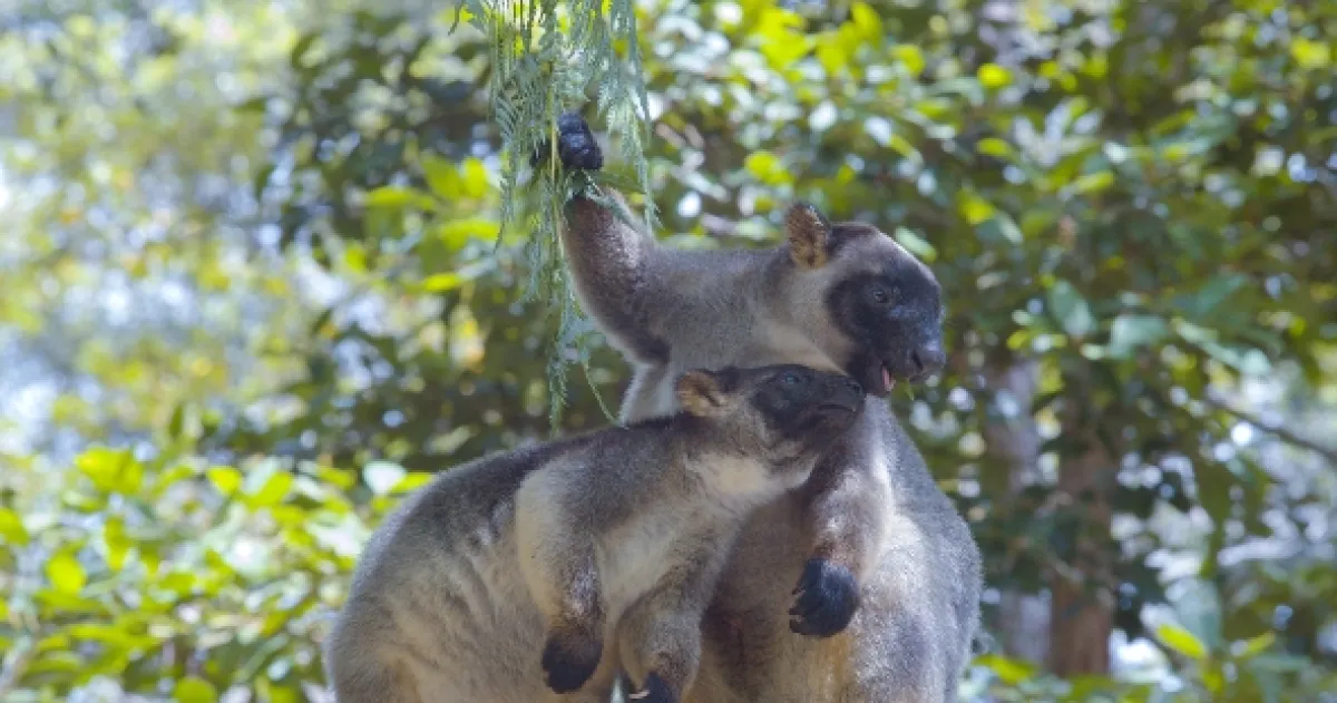 Stromové kengury: Duchovia lesa (Tree Kangaroos: Ghosts of the Forest), 2021 - fotogaléria