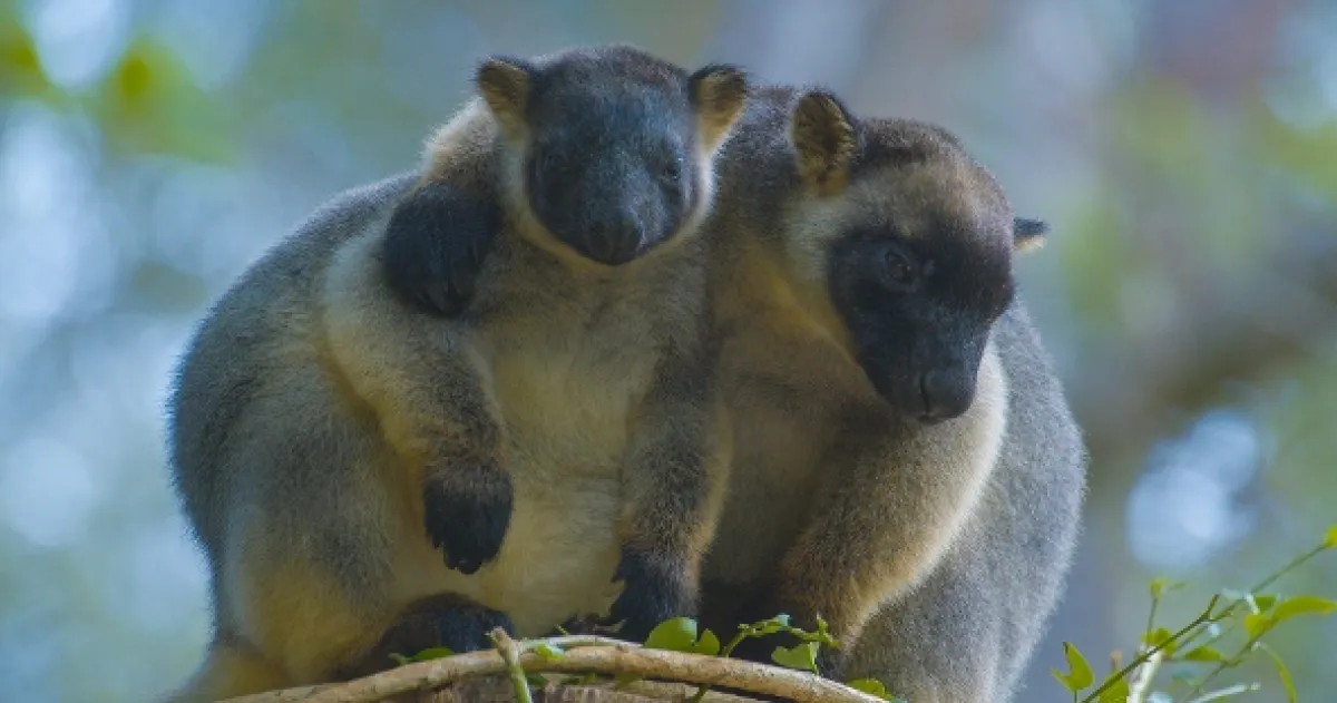 Stromové kengury: Duchovia lesa (Tree Kangaroos: Ghosts of the Forest), 2021 - fotogaléria