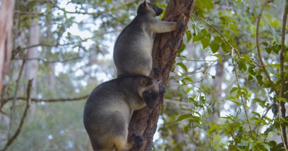 Stromové kengury: Duchovia lesa (Tree Kangaroos: Ghosts of the Forest), 2021 - fotogaléria