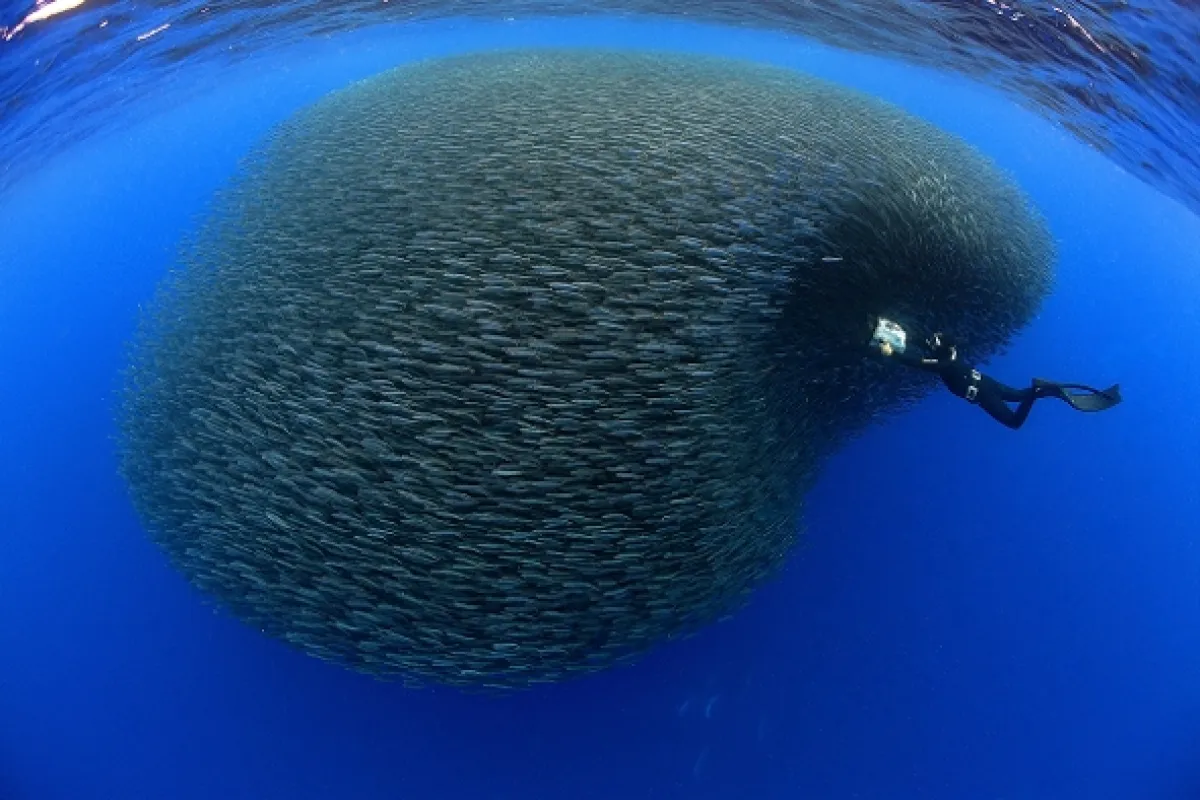 Úžasný morský život (Life in the Blue), 2016 - fotogaléria
