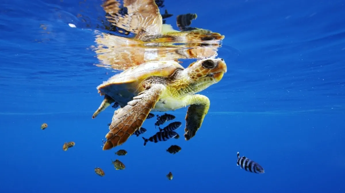 Úžasný morský život (Life in the Blue), 2016 - fotogaléria