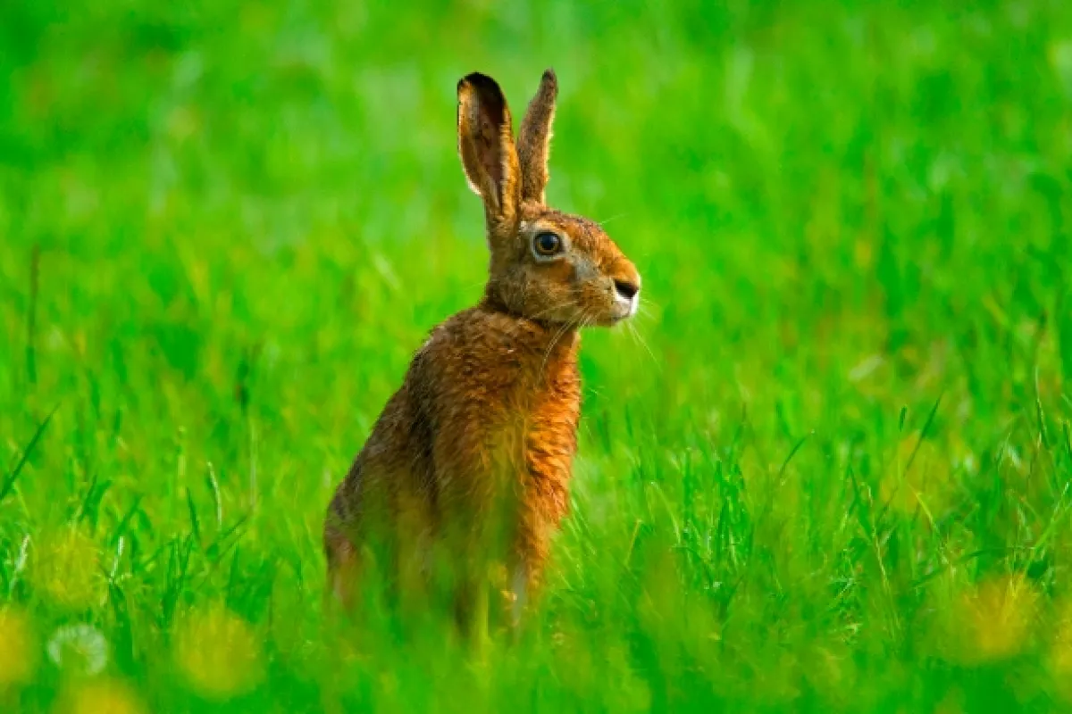 Jarné príbehy (Springtime Stories), 2015 - fotogaléria