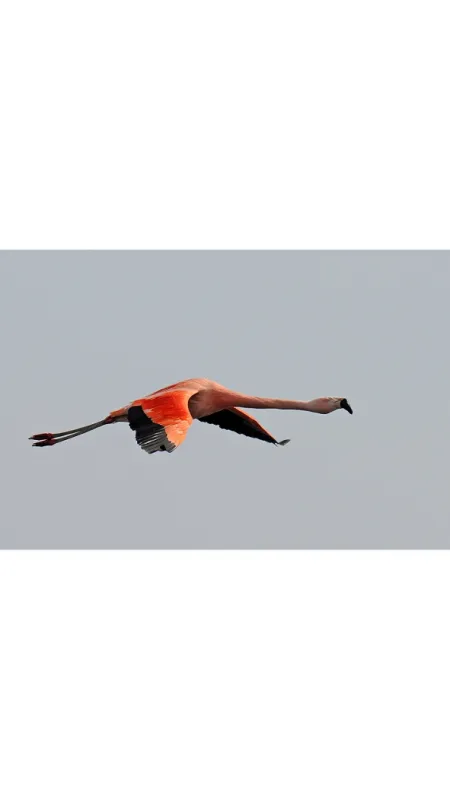 Let plameňáků (Bird of Fire), 2021 - fotogaléria
