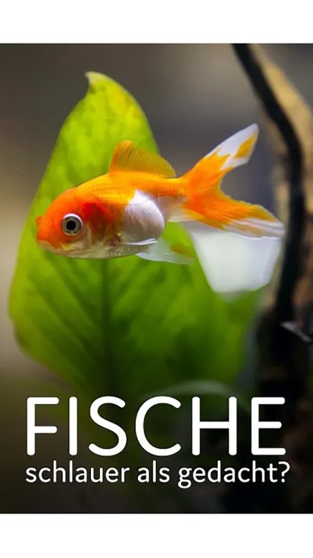 Čo vedia ryby (Des Poissons pas si cons?), 2023 - fotogaléria