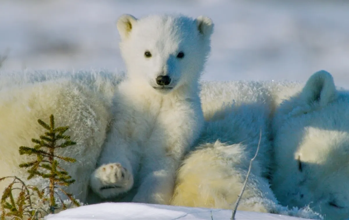 Ako prežiť mráz v divočine (Wild Life: The Big Freeze), 2019 - fotogaléria