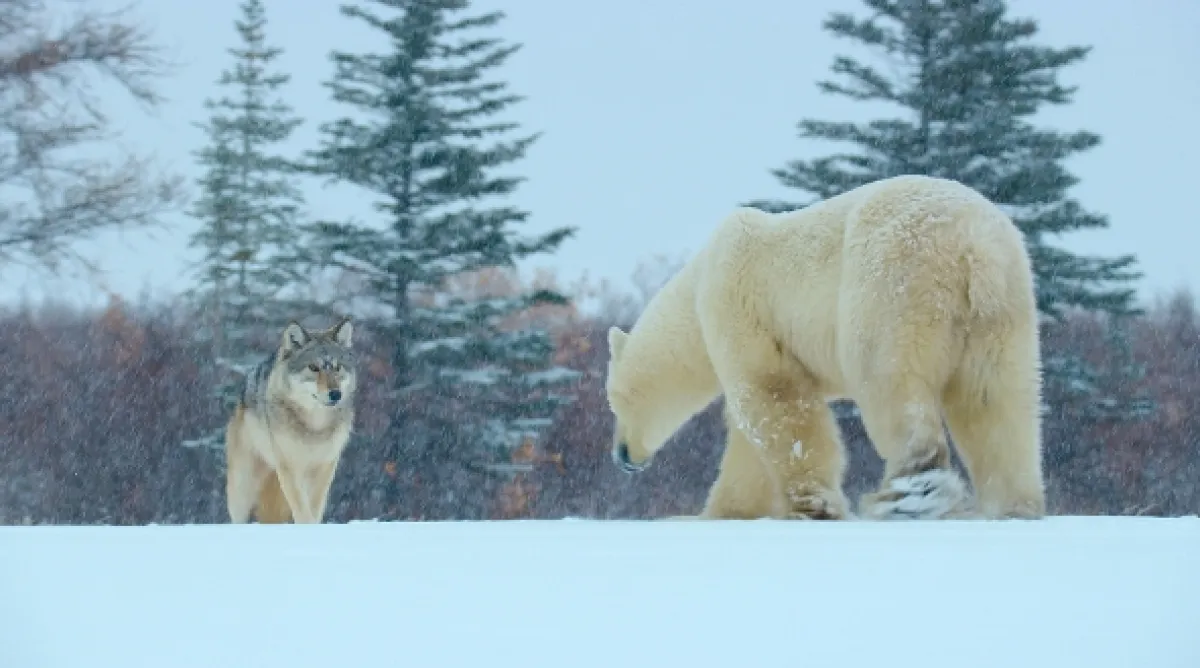 Ako prežiť mráz v divočine (Wild Life: The Big Freeze), 2019 - fotogaléria