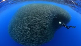 Úžasný morský život