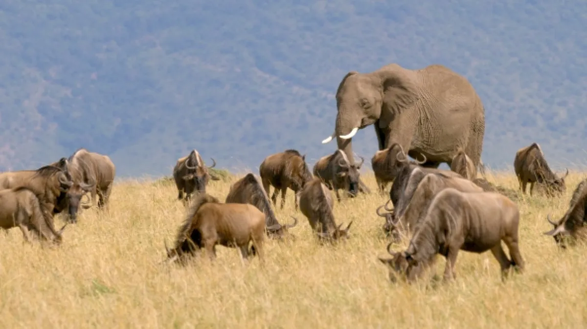 Masai Mara: Křižovatka divočiny, 2020 - fotogaléria