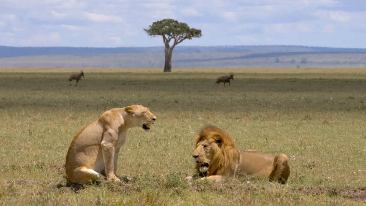 Masai Mara: Křižovatka divočiny, 2020 - fotogaléria