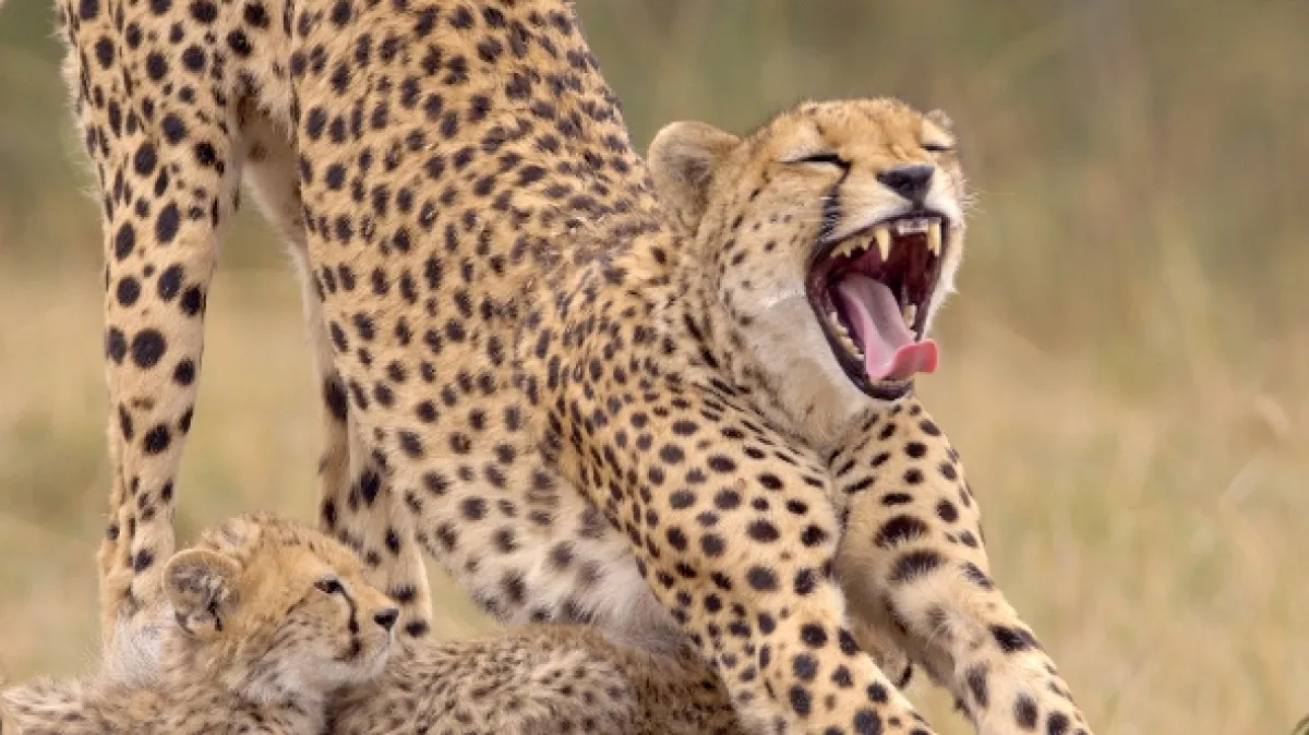 Masai Mara: Křižovatka divočiny, 2020 - fotogaléria