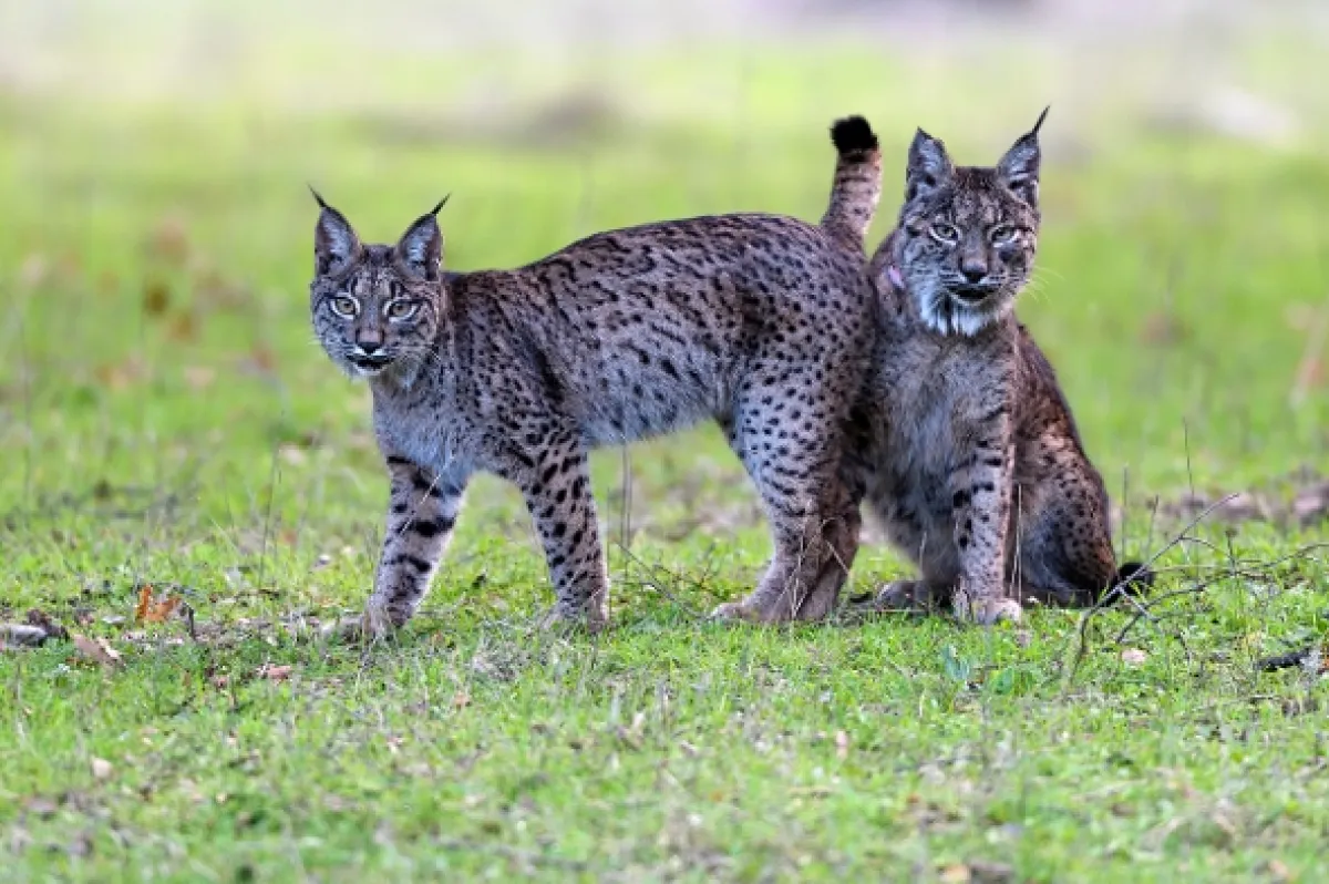 Dehesa: Les rysa iberského (Dehesa – Forest of the Iberian Lynx), 2020 - fotogaléria
