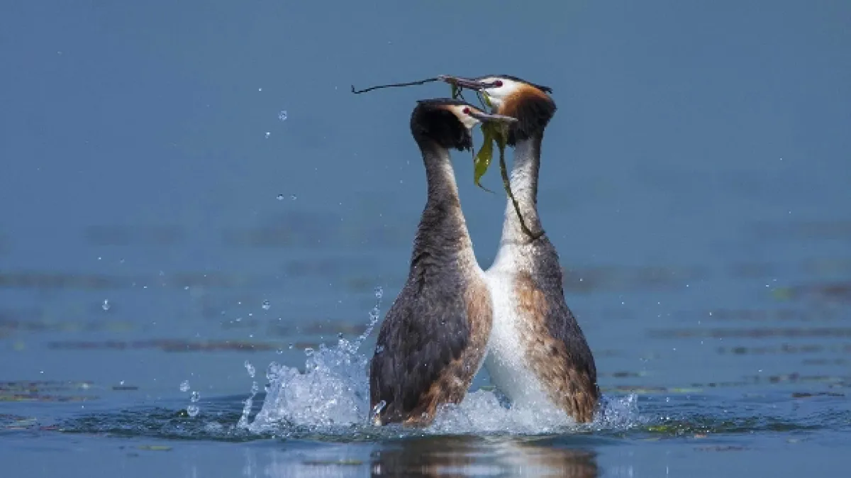 Raj vtákov na jazere Kerkini (Kerkini: A Greek Bird Haven), 2023 - fotogaléria