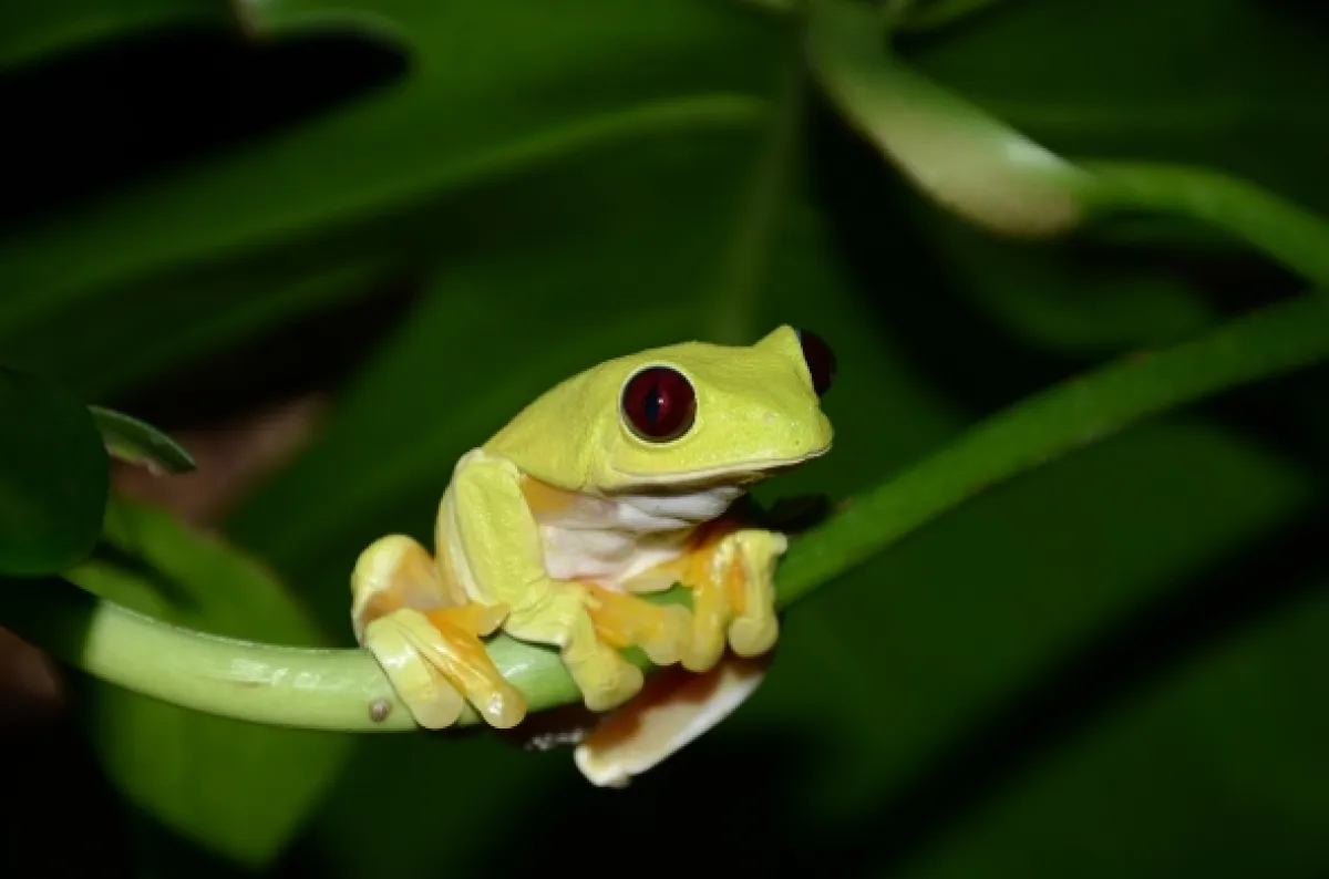 David Attenborough: Úžasné žaby (Attenborough’s Fabulous Frogs), 2014 - fotogaléria