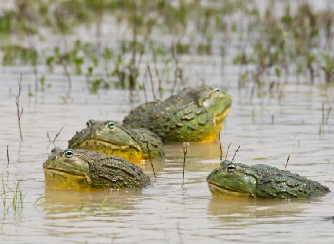 David Attenborough: Úžasné žaby (Attenborough’s Fabulous Frogs), 2014 - fotogaléria
