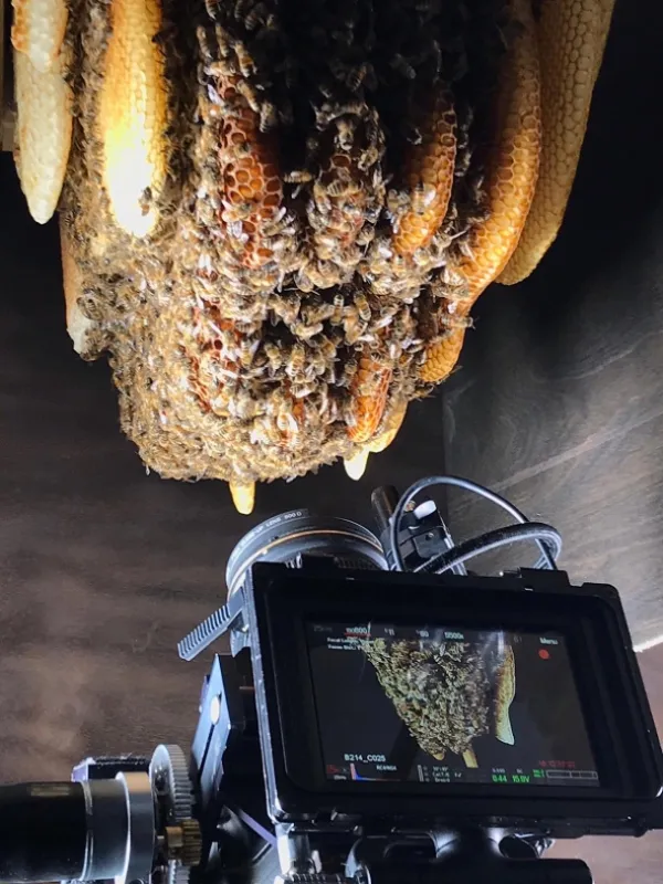 Ze života včely (A Bee’s Diary), 2020 - fotogaléria