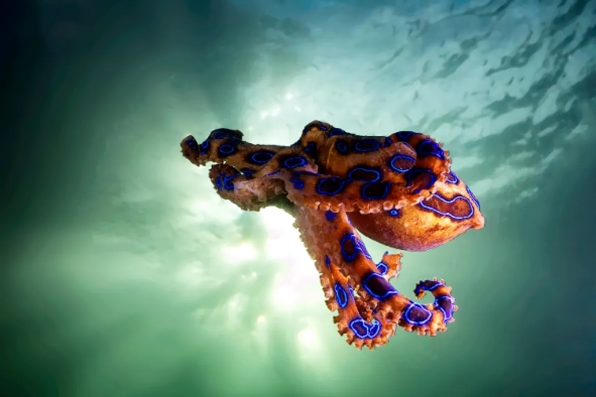 Korálová planeta (Planet Reef), 2021 - fotogaléria