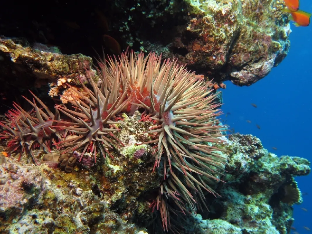 Korálová planeta (Planet Reef), 2021 - fotogaléria