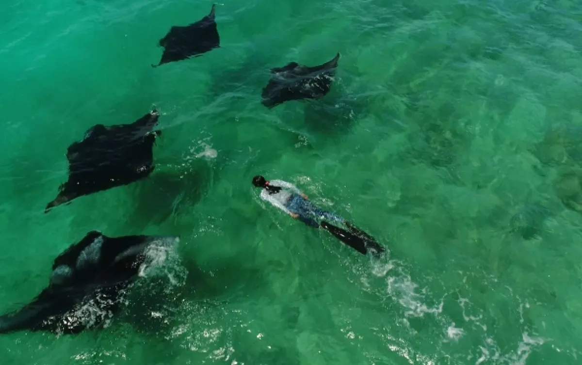 Manty v ohrození (Manta: Giants in Peril), 2020 - fotogaléria
