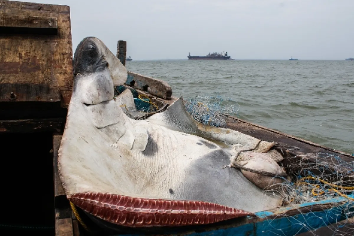Manty v ohrození (Manta: Giants in Peril), 2020 - fotogaléria