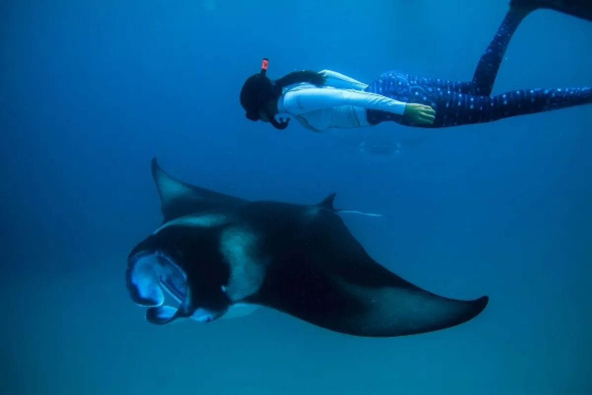 Manty v ohrození (Manta: Giants in Peril), 2020 - fotogaléria