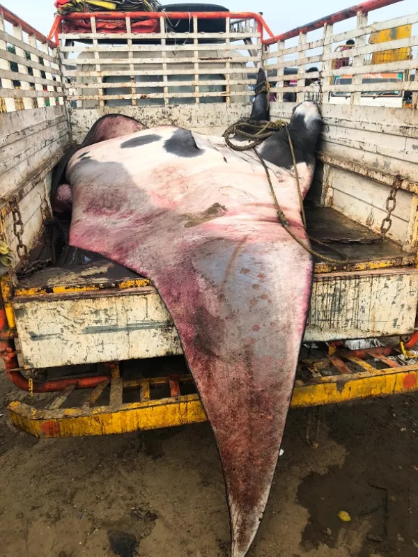 Manty v ohrození (Manta: Giants in Peril), 2020 - fotogaléria
