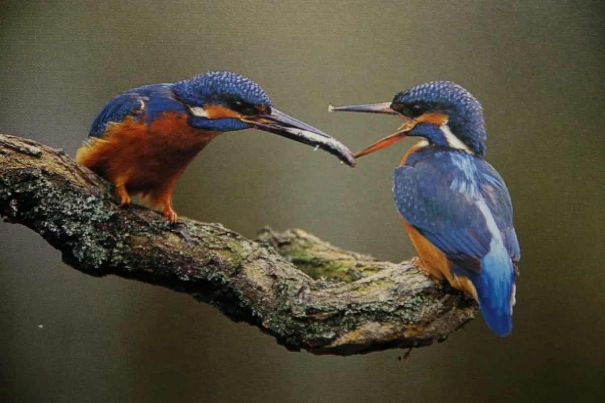 Píseň Dunaje (The Voice of the Danube), 2016 - fotogaléria