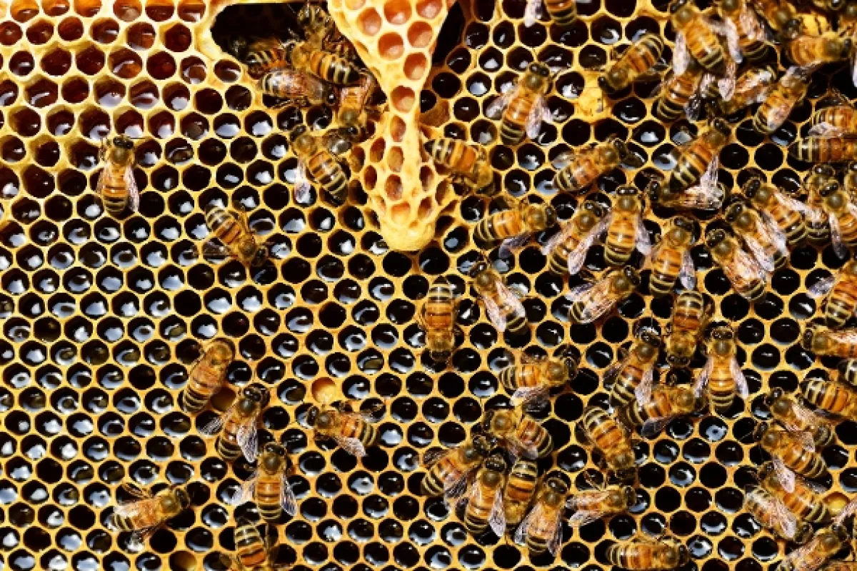 Neuveriteľné schopnosti zvierat, 2020 - fotogaléria