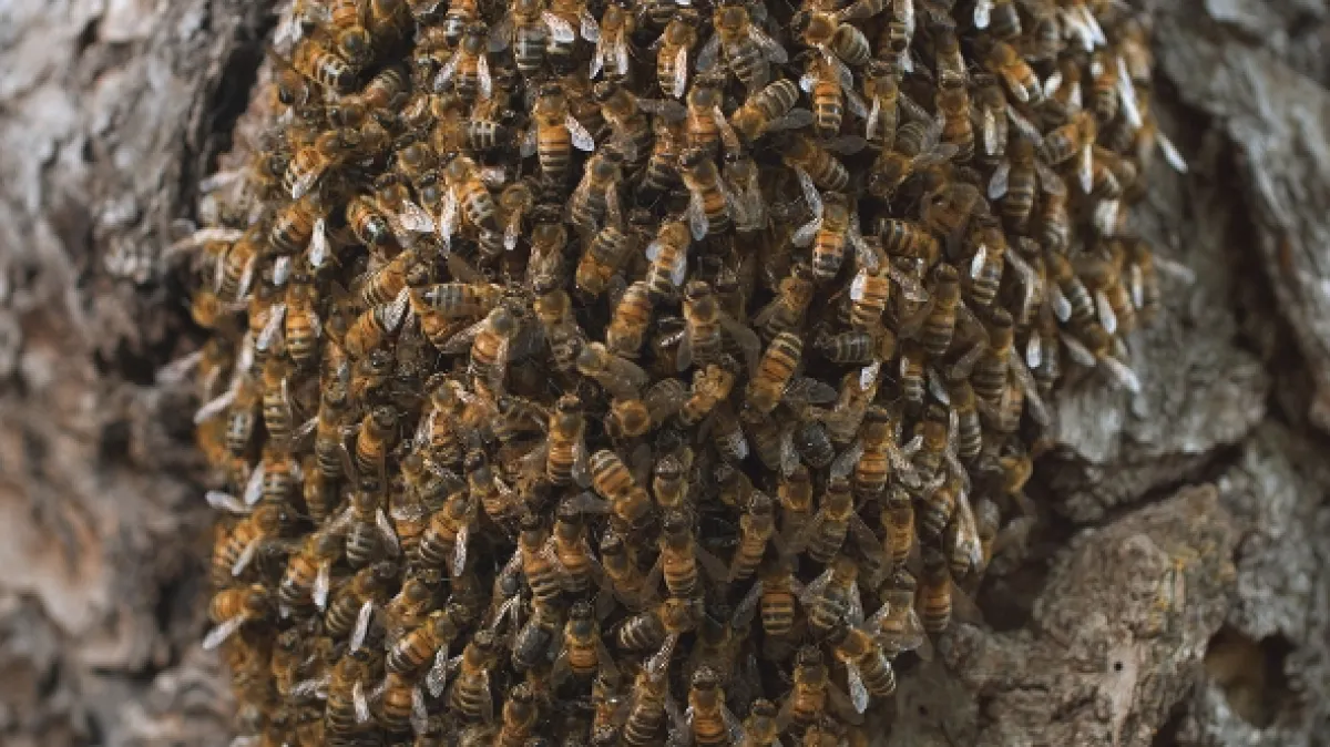 Ze života včely (A Bee’s Diary), 2020 - fotogaléria