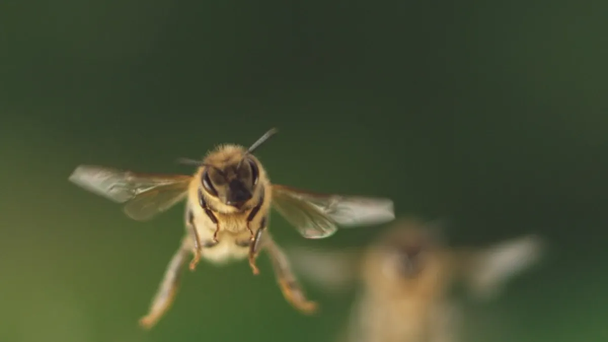 Ze života včely (A Bee’s Diary), 2020 - fotogaléria