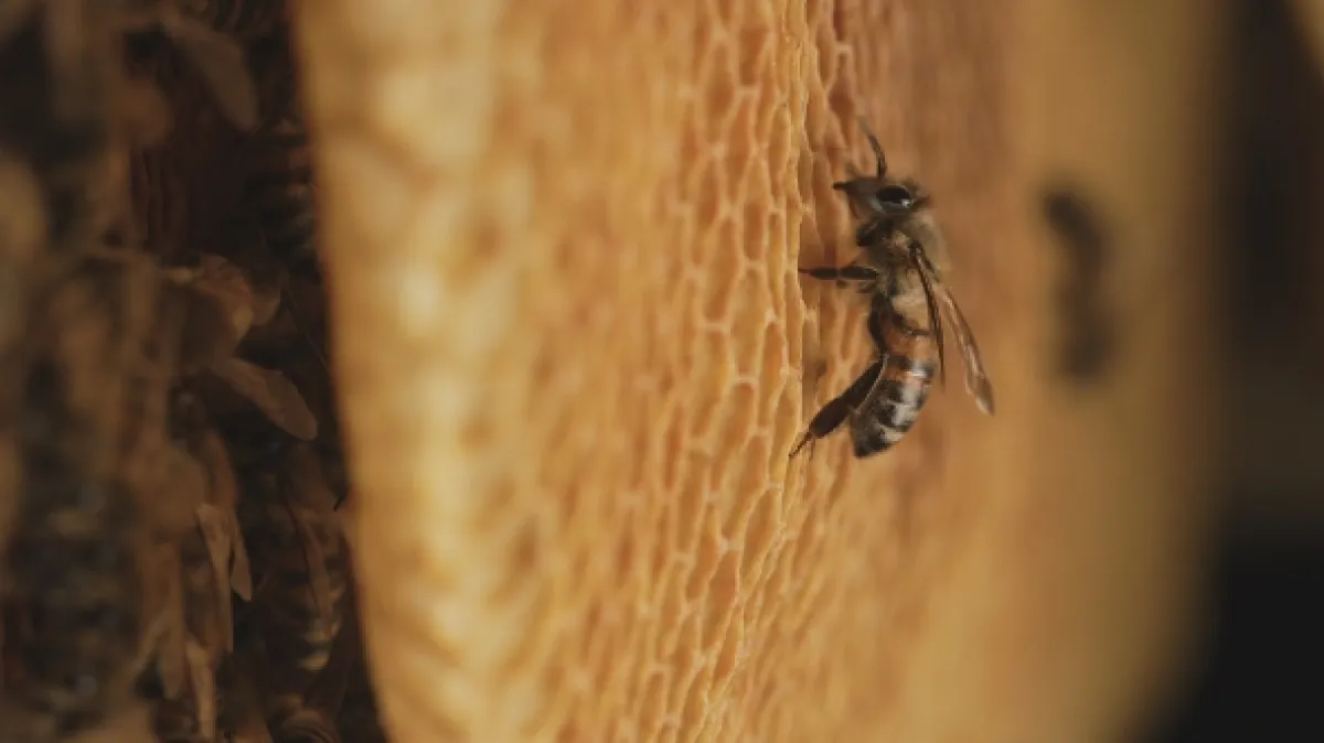 Ze života včely (A Bee’s Diary), 2020 - fotogaléria