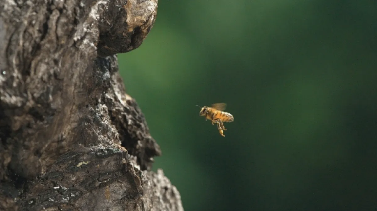 Ze života včely (A Bee’s Diary), 2020 - fotogaléria