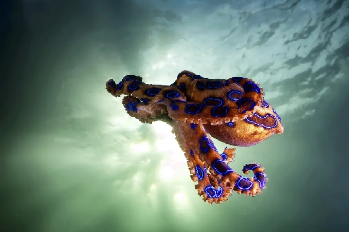 Najjedovatejšie zvieratá sveta (World’s Most Toxic Animals), 2020 - fotogaléria